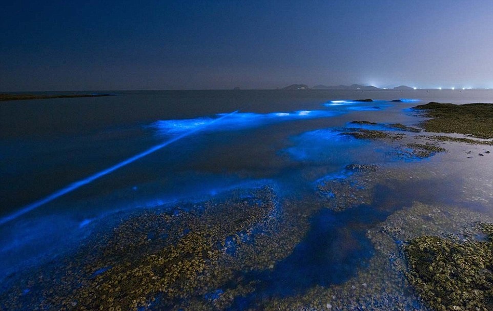 28aa2db700000578-3082525-a_spectacular_phenomenon_known_as_sea_sparkle_has_appeared_on_th-a-1_1431655064745