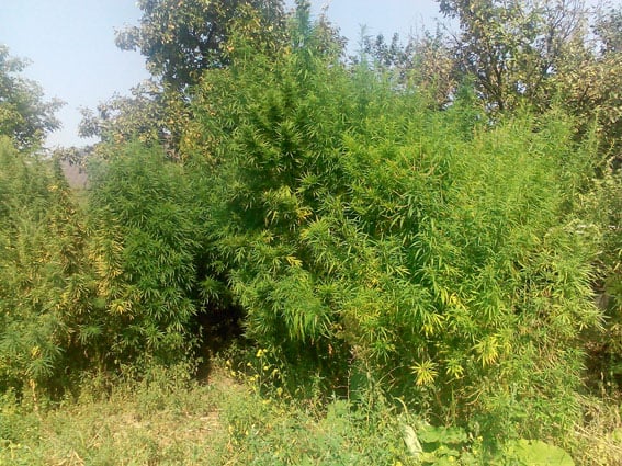 МВД