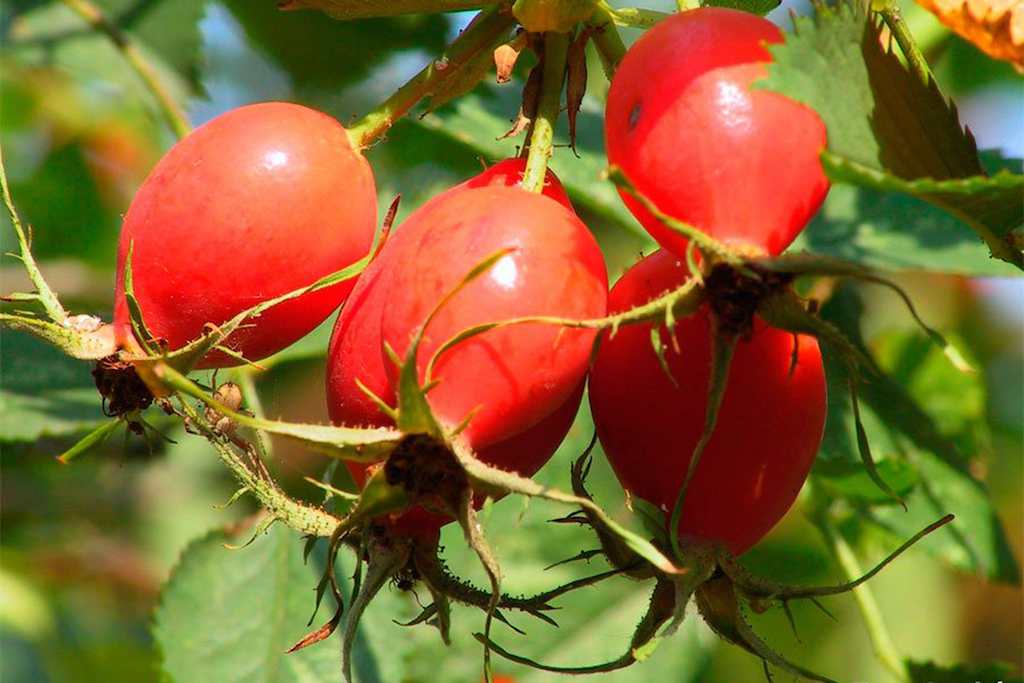 hronika.info