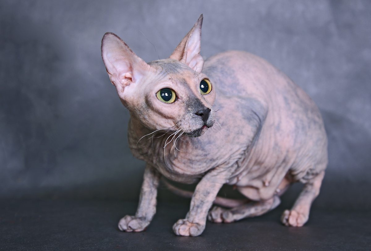 fridmancats.ru