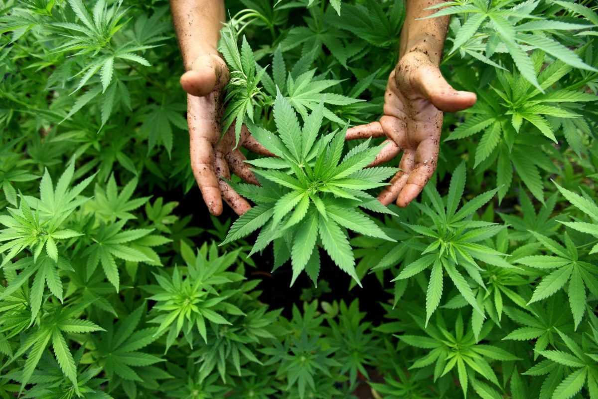 marijuanapolitics.com