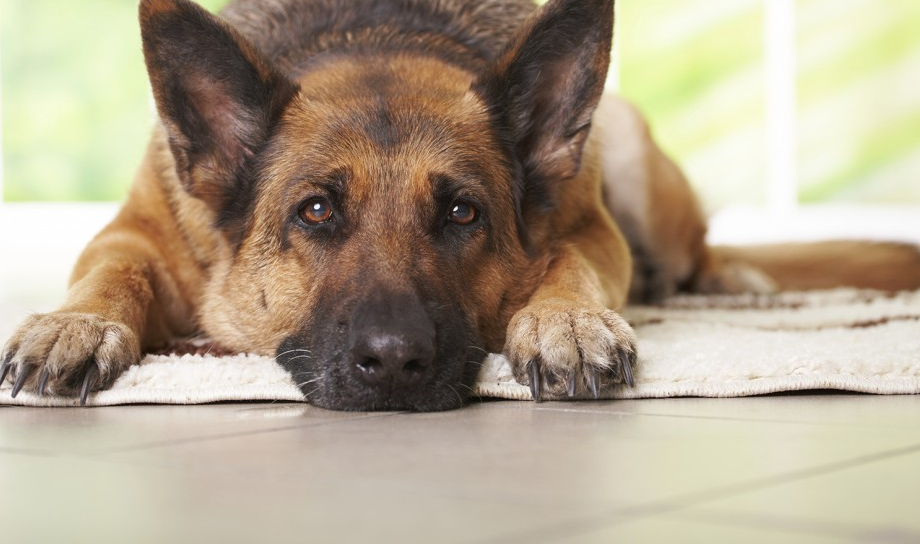 hellimlidemokrasi.com