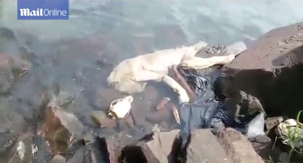 скриншот с видео