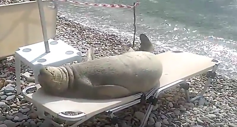 скриншот с видео