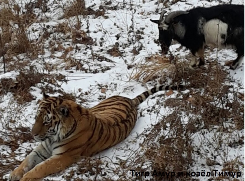 safaripark25.ru