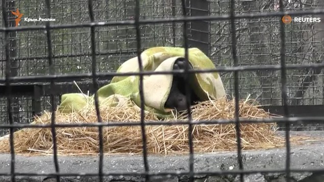 скриншот с видео