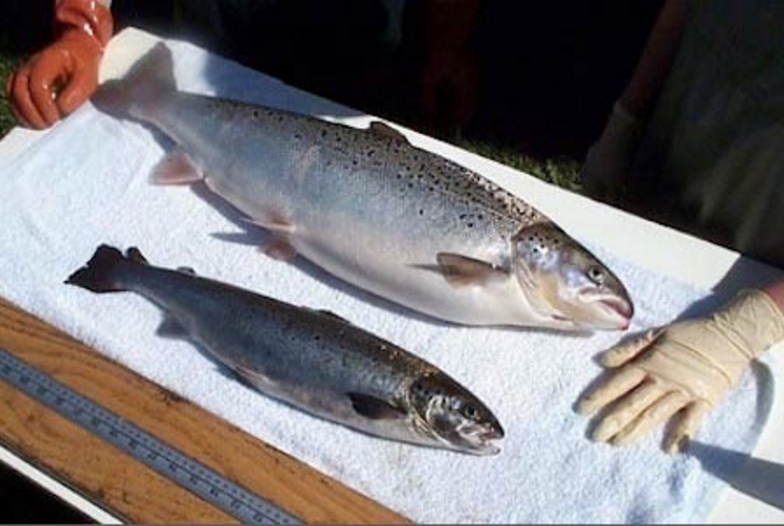 permaculturenews.org