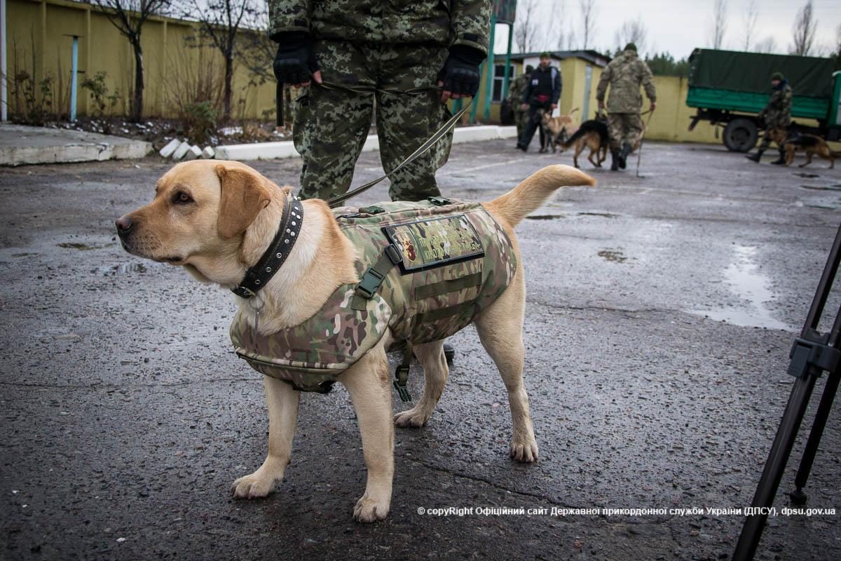 dpsu.gov.ua