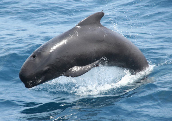 delphinidae.ru