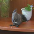 facebook/EcoHalychWildlifeRehab