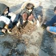Херсон Группа Помощи Животным 4 лапы