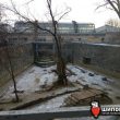 Шиповник