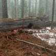 Calaveras Big Trees Association