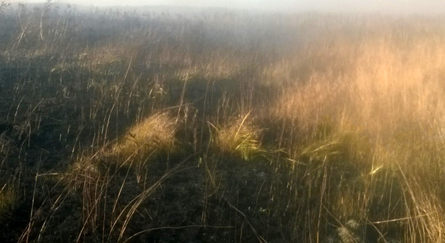 Цензор.НЕТ