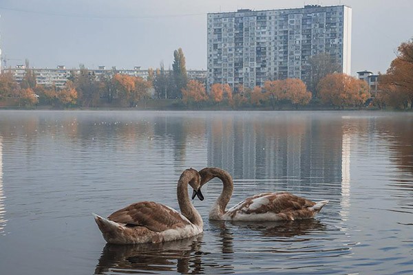 Новости Киева