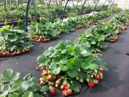 клубника под агроволокном