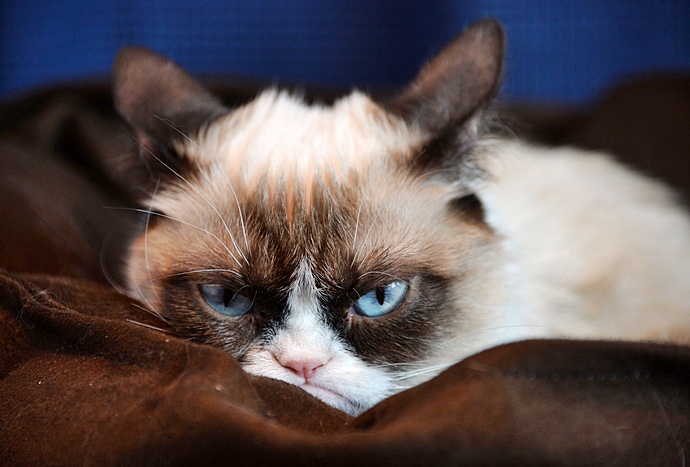 goodnewsanimal.ru