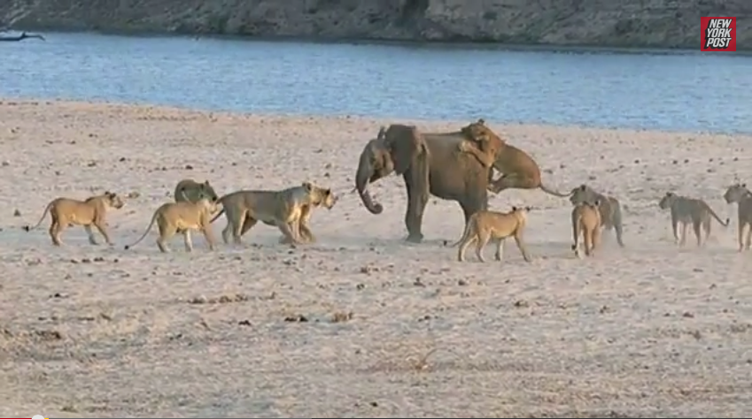 скриншот с видео