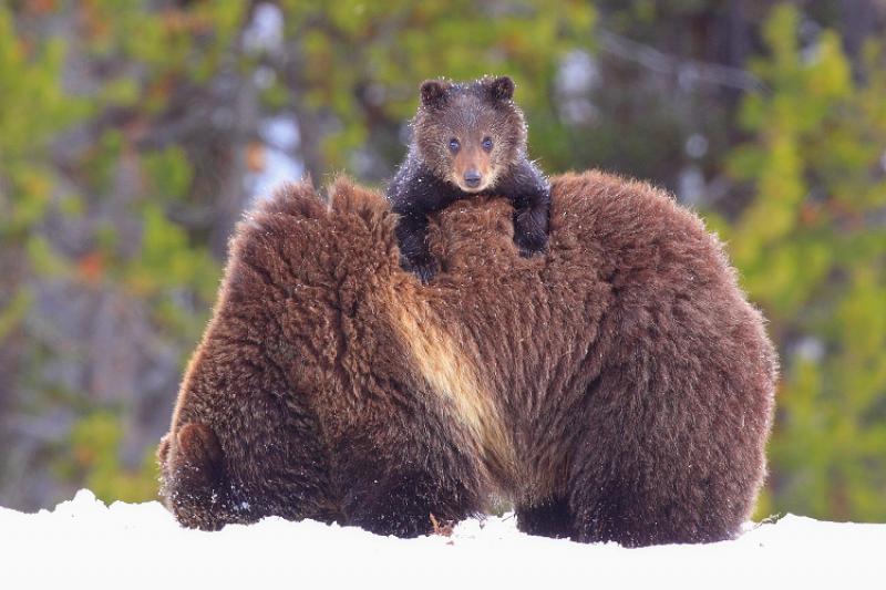 bravebear.ru